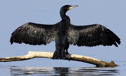 Cormorano